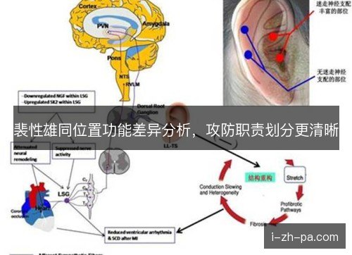 裴性雄同位置功能差异分析，攻防职责划分更清晰